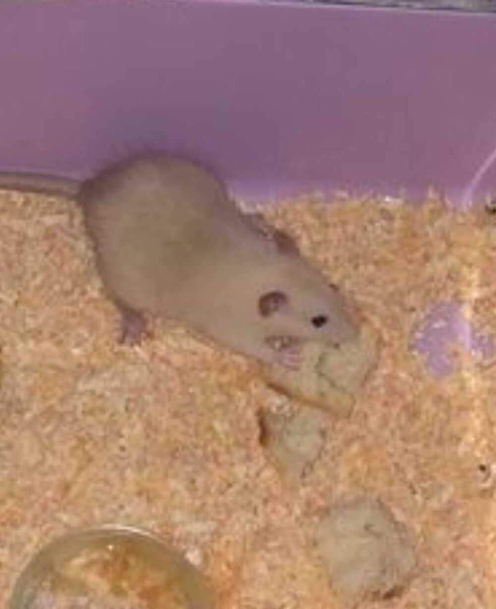   petit rat mà¢le 