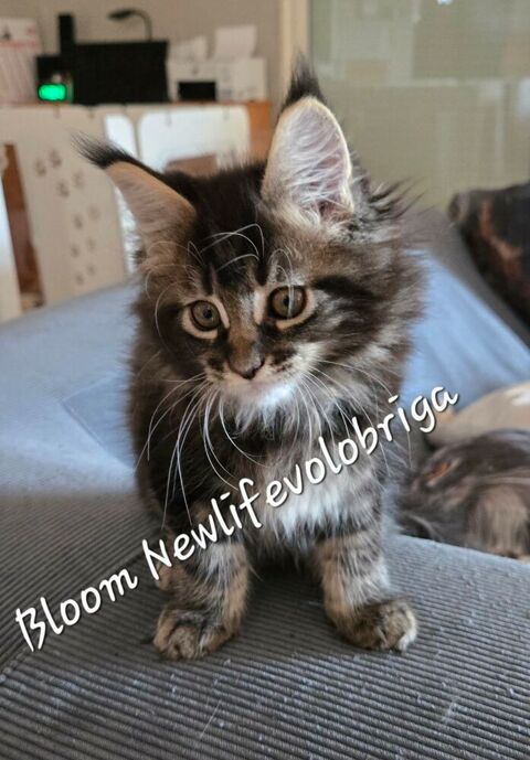 femelles maine coon Loof Disponibles 1500 30700 Uzès