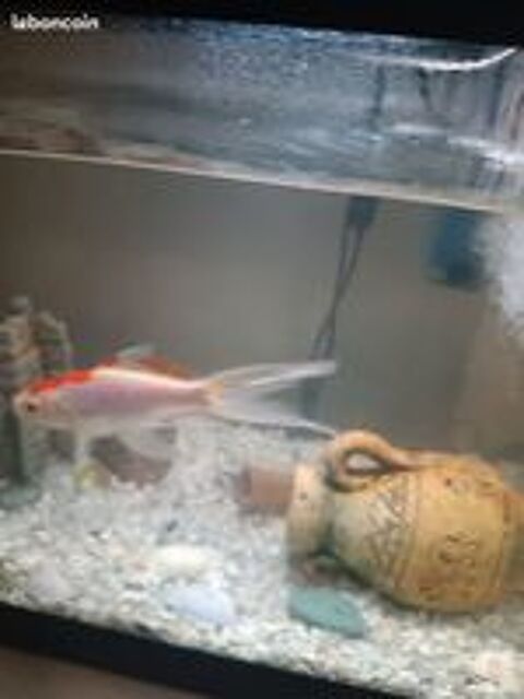   Poissons Rouges 