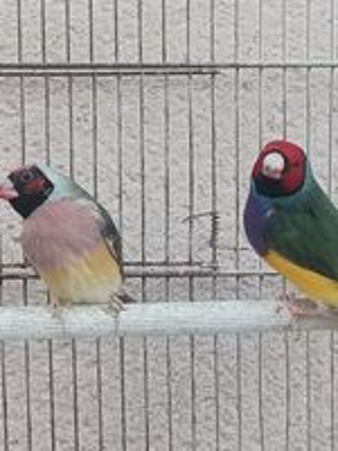  Couple Diamant de Gould  