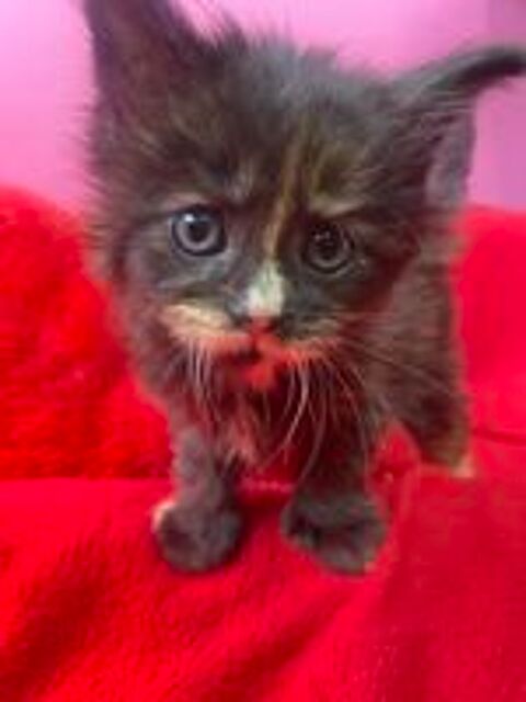   Maine Conn Chatons gros gabarit 