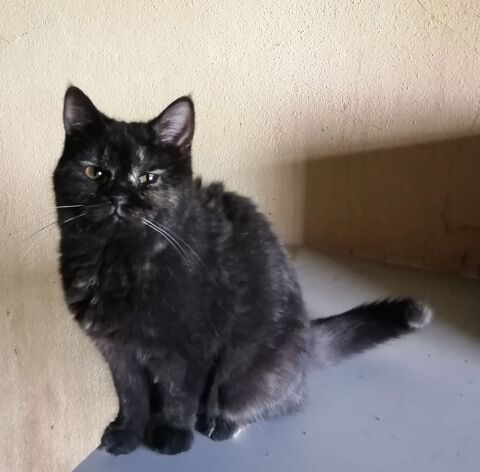 Jolie chatonne british black tortie 180 65370 Siradan