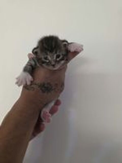   Maine coon polydactyle 0781853139 