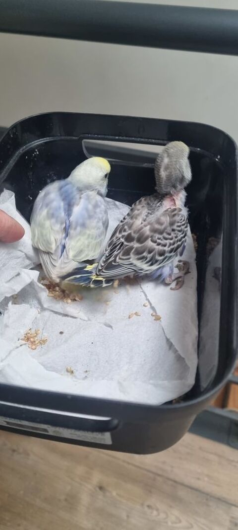 Ondul&eacute; eam 35 74270 Vanzy