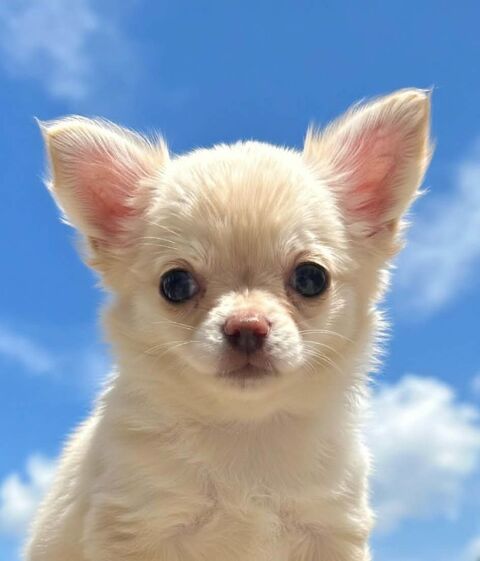 Chiots chihuahua poils longs et poils courts 1100 89160 Ancy-le-franc