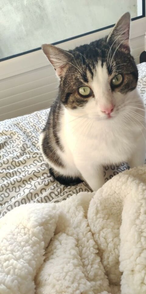 Ronflex 80 44000 Nantes