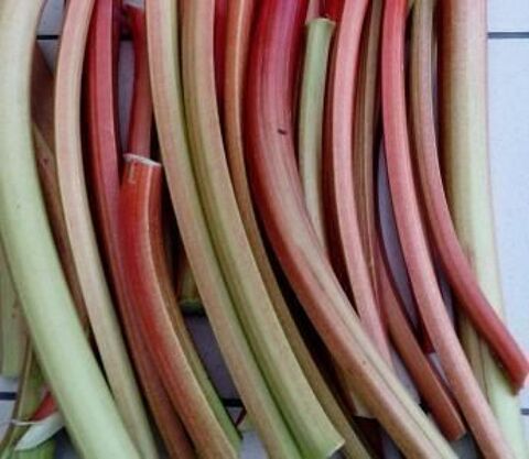 Rhubarbe � la coupe 2 La Bass�e (59)