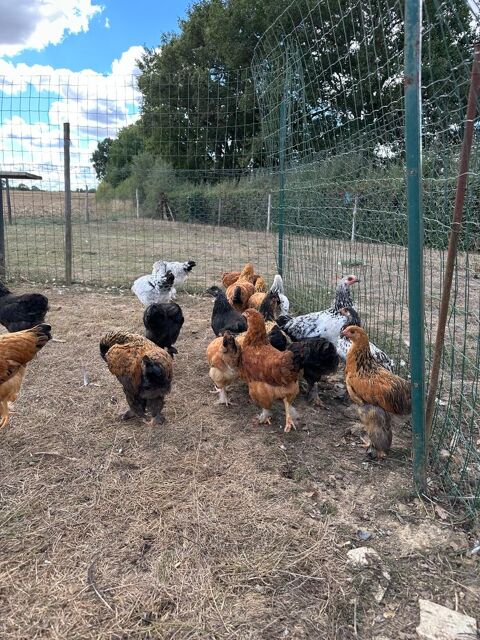 Poule/Poulette 12 49670 Valanjou