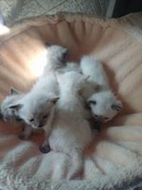   Chatons siamois mâle et femelle 