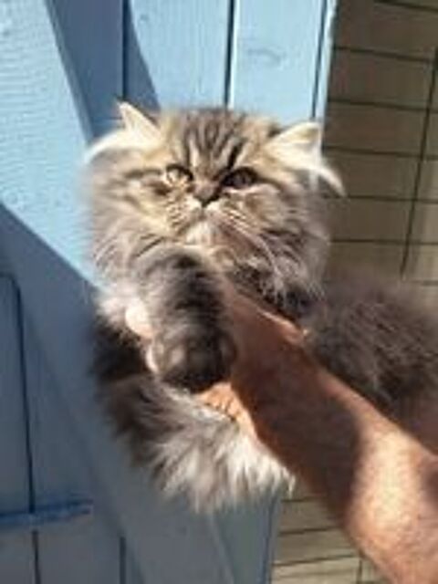  chatons persans femelle 
