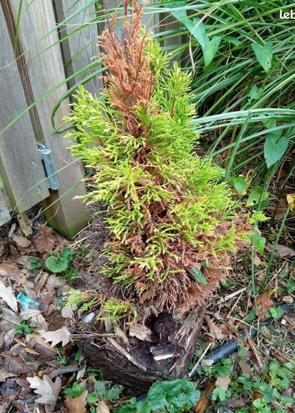 sapin 50 cm &agrave; planter Jardin