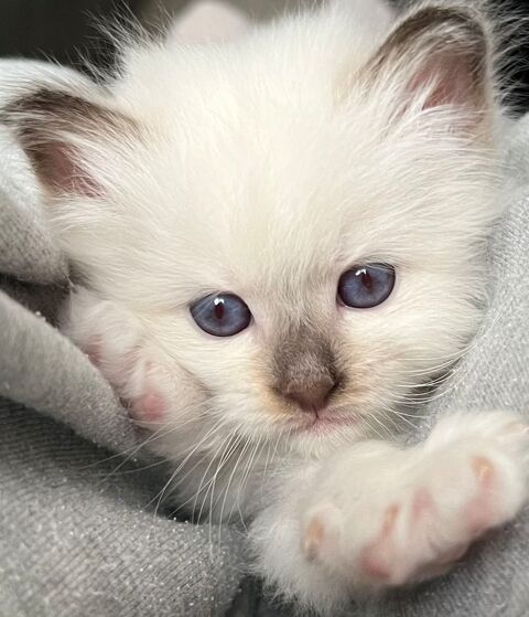 Magnifiques chatons Sacré de Birmanie à réserver 950 93250 Villemomble