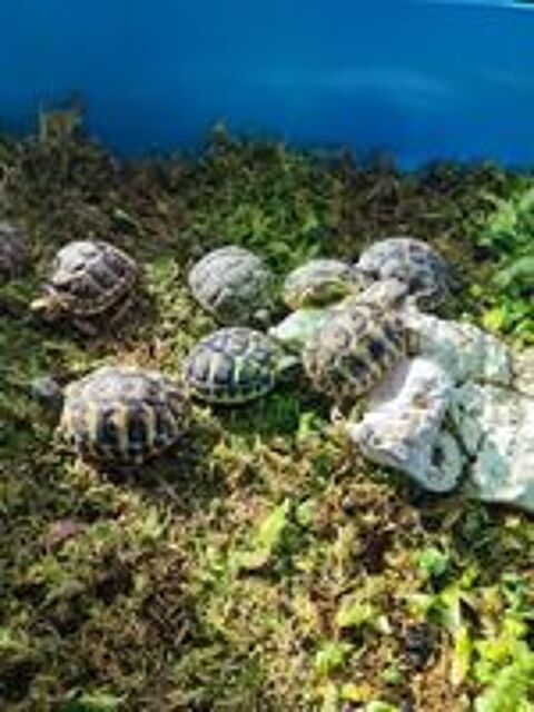  Tortues de terre  