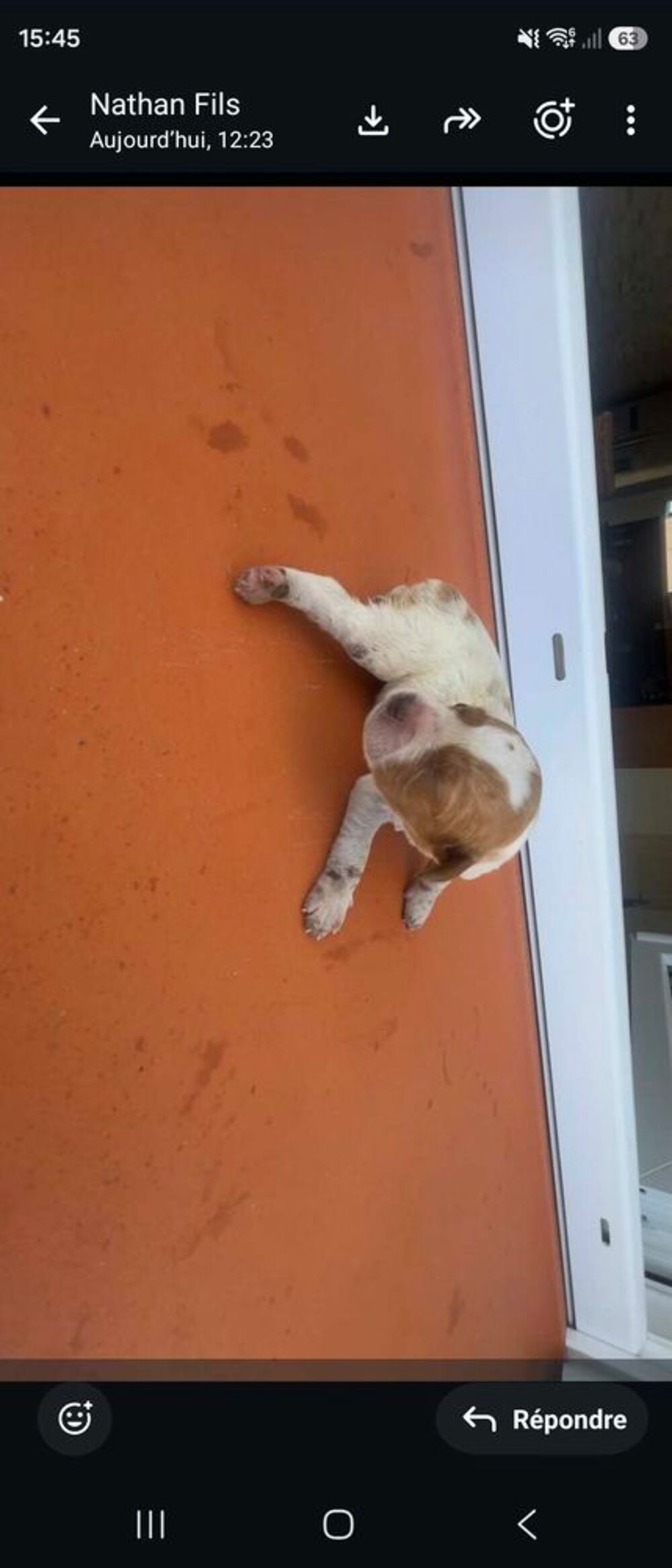   Epagneul bretons (chiot) 