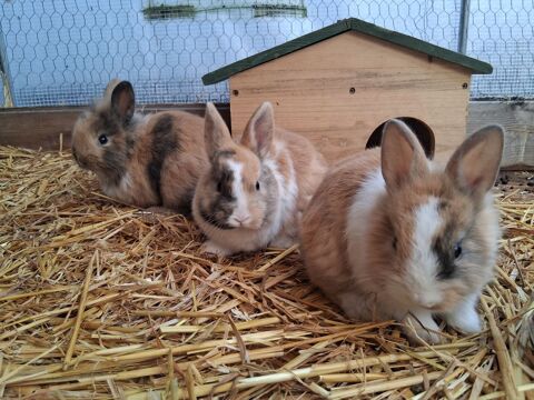 lapins nains t&ecirc;te de lion 30 17310 Saint-pierre-d'ol�ron