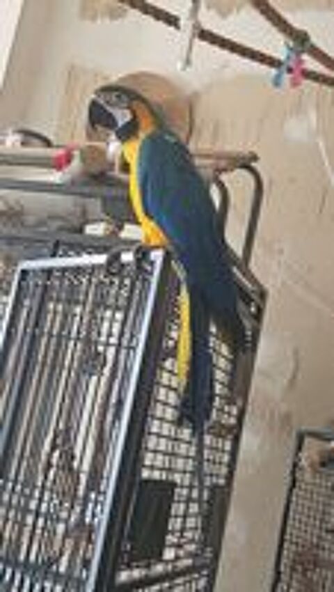   Recherche achat perroquet ara bleu m�l
Pour ma femelle de 3  