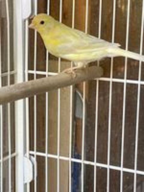   Canaris  