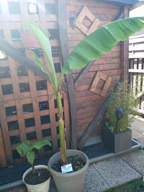 pousses de Bananiers ext�rieur 20 Beuvry (62)