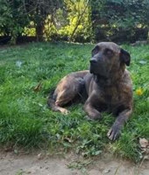   Chien RUBY � l adoption 