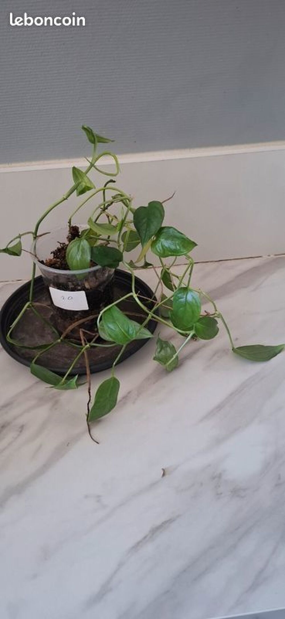 Monstera obliqua colombie bouture 20 Décoration