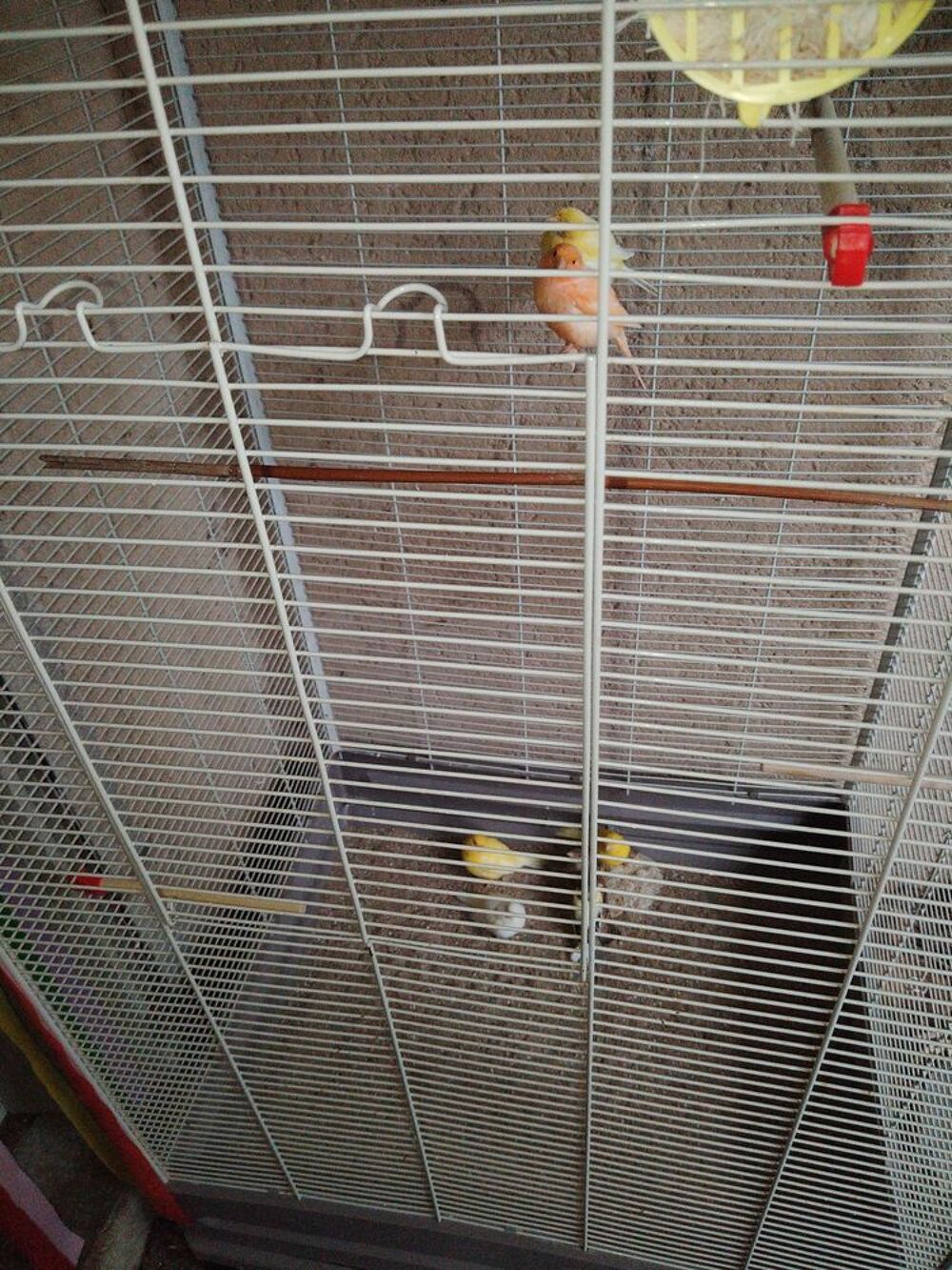 recherche canari mal et femelle de plusieurs couleurs Jardin