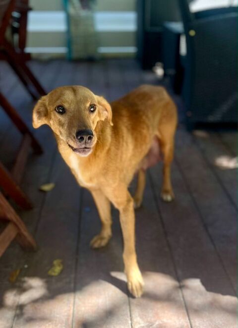 Z&eacute;ri, femelle berger cr&eacute;ole, n&eacute;e le 01/01/2024 380 91000 �vry