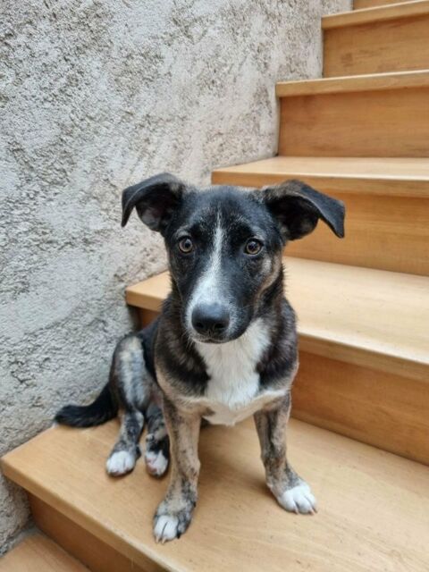 Cyrano &agrave; l'adoption 320 54520 Laxou