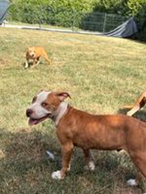   Chiot 