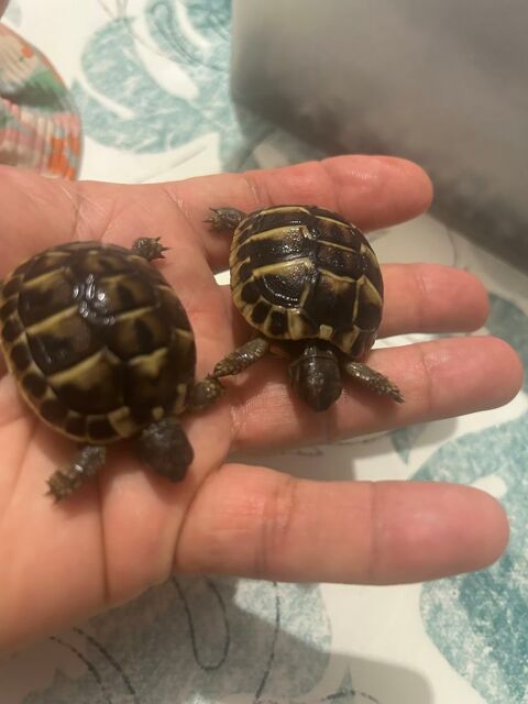 Tortues 30 30000 N�mes
