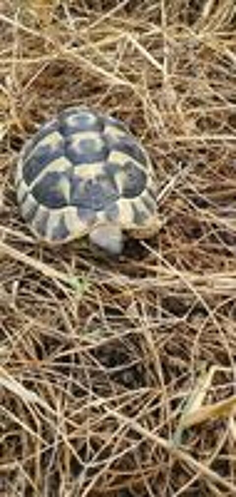   Tortue terre mâle  