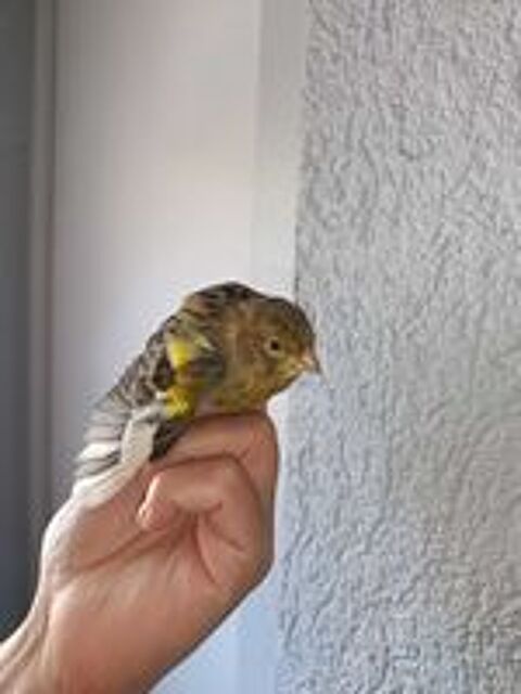   canaris mâle 