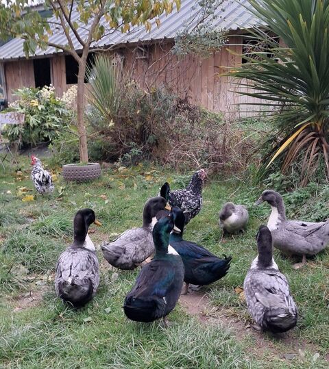 Canards Duclair 30 50570 Lozon