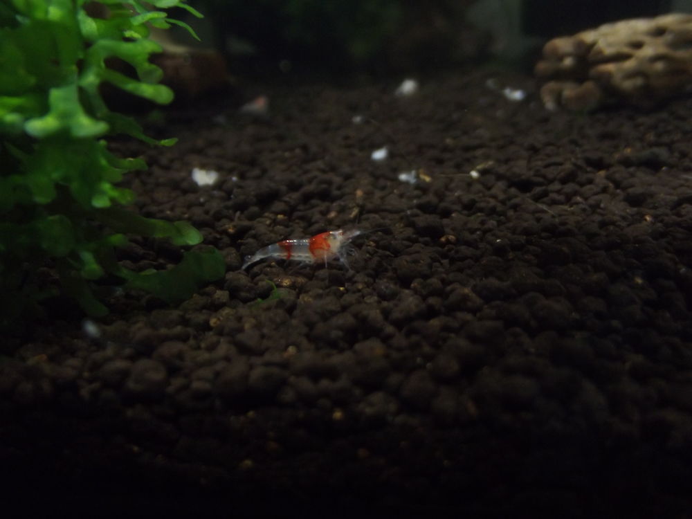   Red Ghost Hollow Eyes pour aquarium  