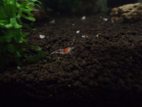 Red Ghost Hollow Eyes pour aquarium 55 85470 Bretignolles-sur-mer