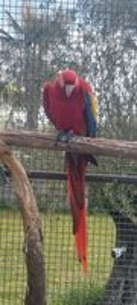   Ara Rouge/Ara Macao ou echange contre 1/1 cacatoes Rosalbin  