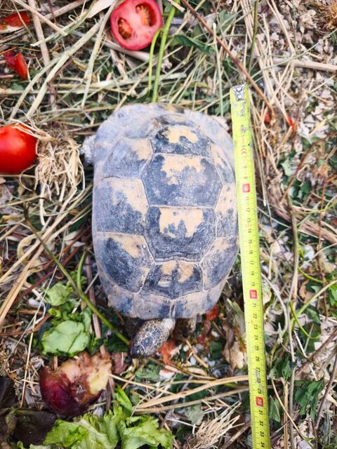 Tortue 150 34120 Nézignan-l'Évêque