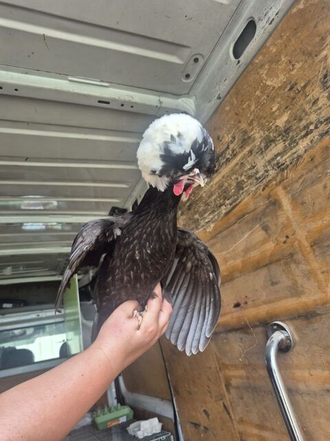 Poules hollandaises 25 03470 Montay-sur-loire