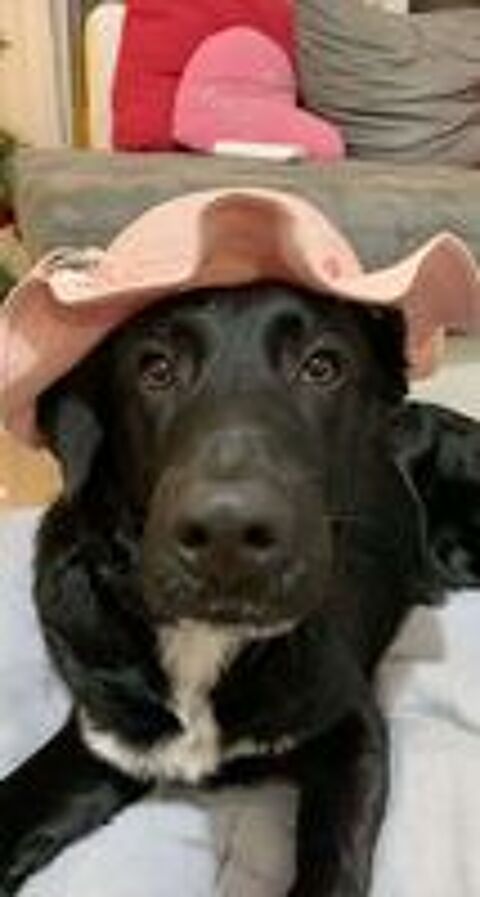   Don chien de garde 