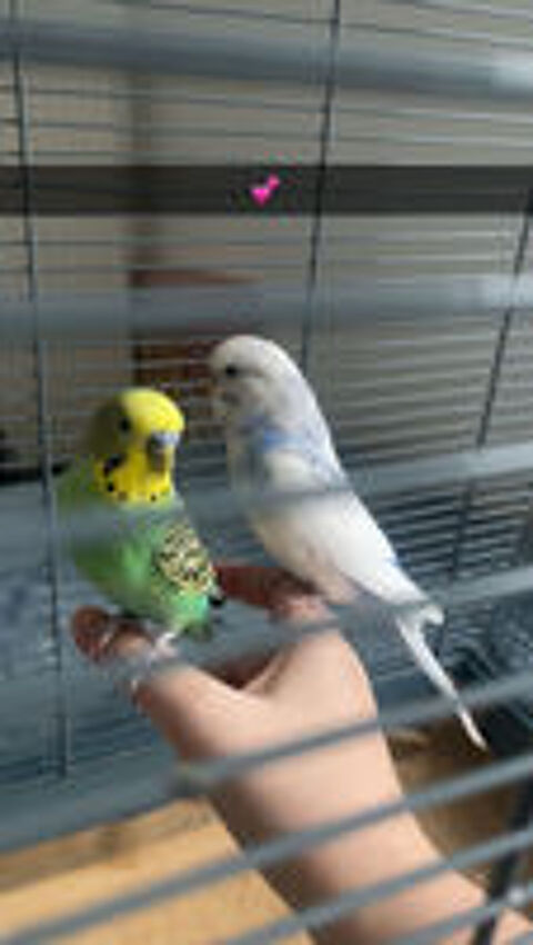   Oiseau à vendre  