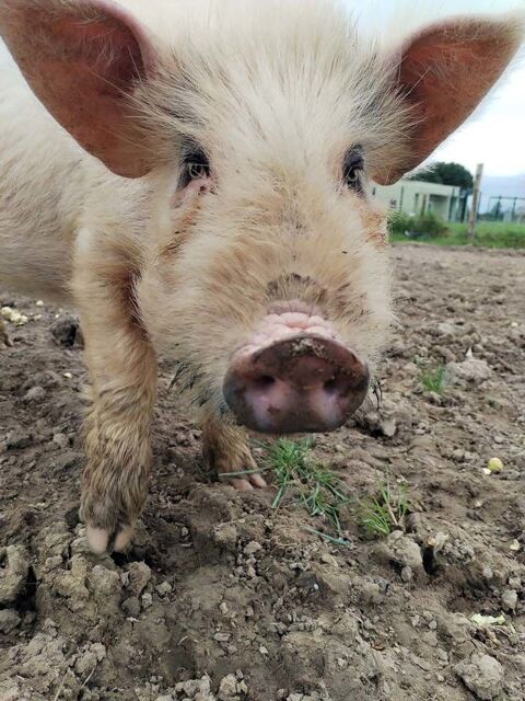 PIN'S, adorable Cochon Rose à adopter via l'association UMA 1 44450 Barbechat