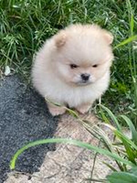   Chiots Spitz nain 