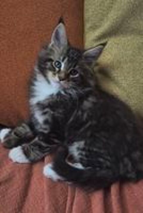   Sublimes Bébés Maine Coon Polydactyles 