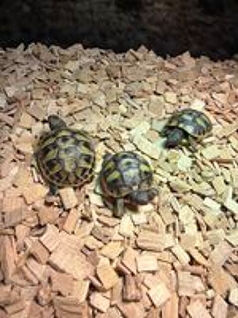   Bébés tortues grecques  