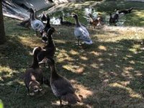   Canards et canettes de barbarie  