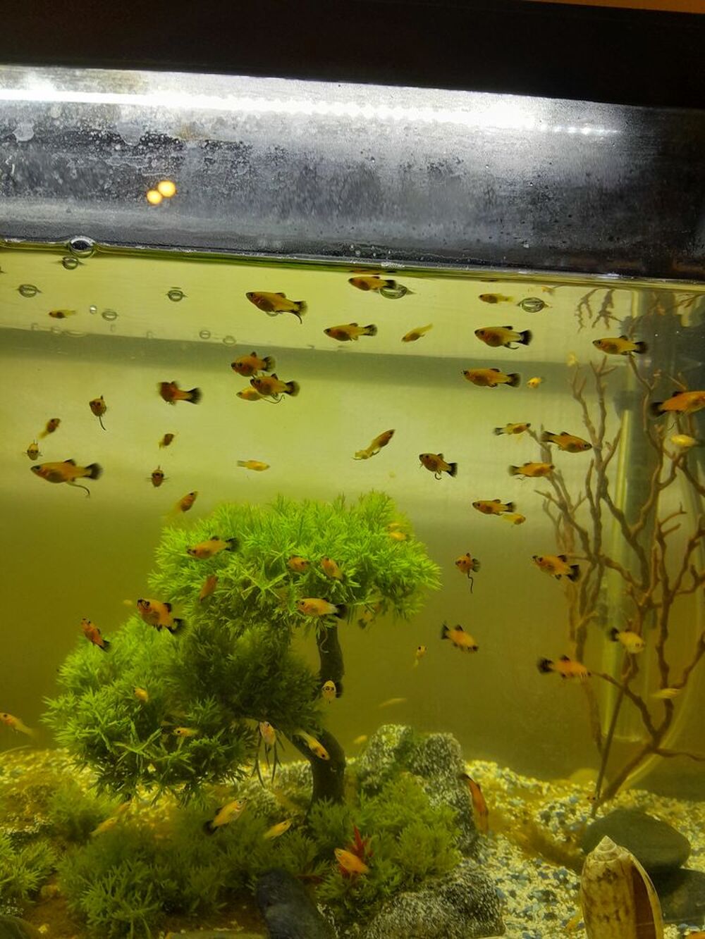   Platy 