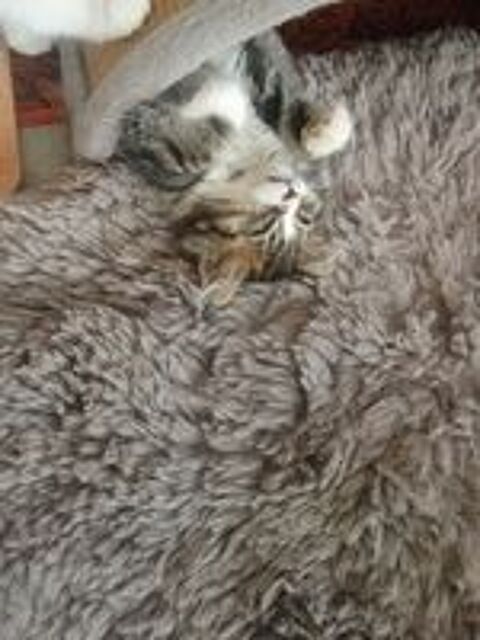   Chaton 