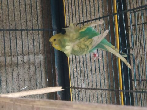 Perruche hagoromo 15 81370 Saint-sulpice