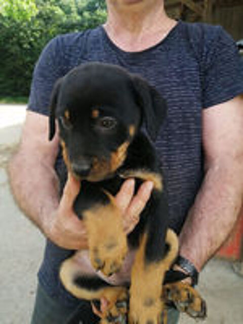   CHIOTS Beaucerons  