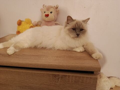 CHATTE BIRMAN RETRAITEE 450 89340 Villeneuve-la-guyard