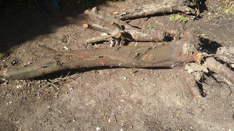 Donne souches de bois 0 Pomponne (77)